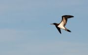 Brown Booby